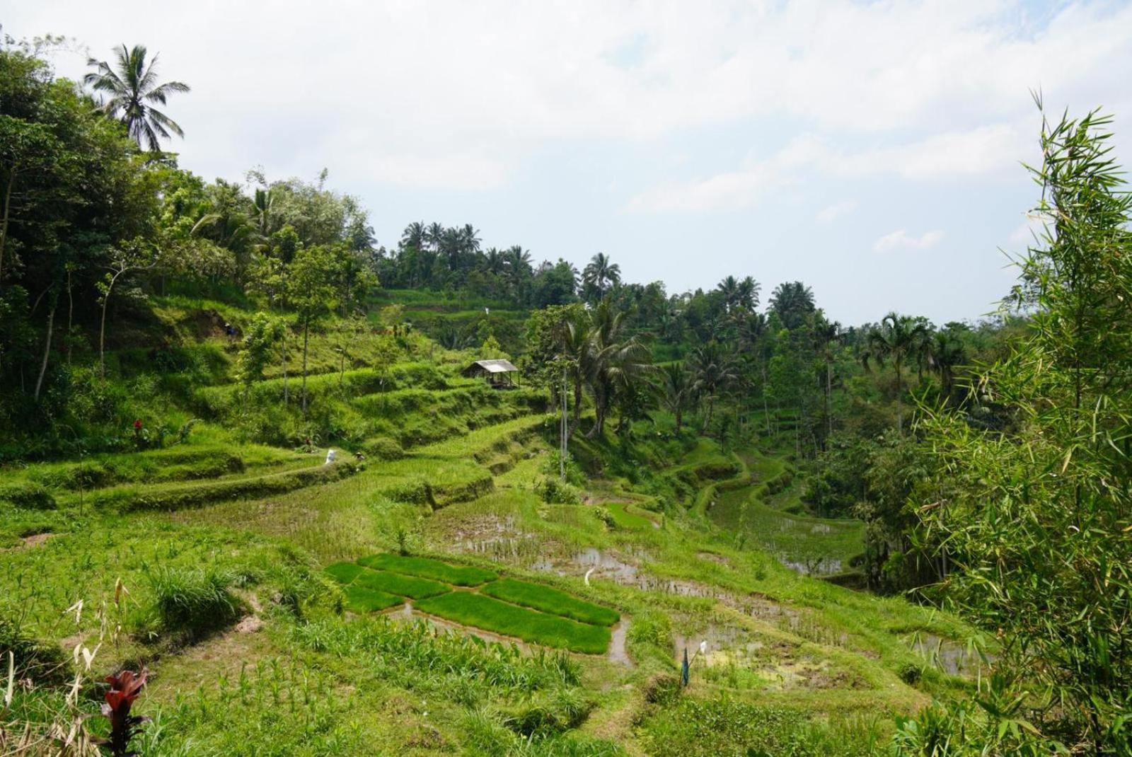Tetebatu Indah Homestay Zewnętrze zdjęcie